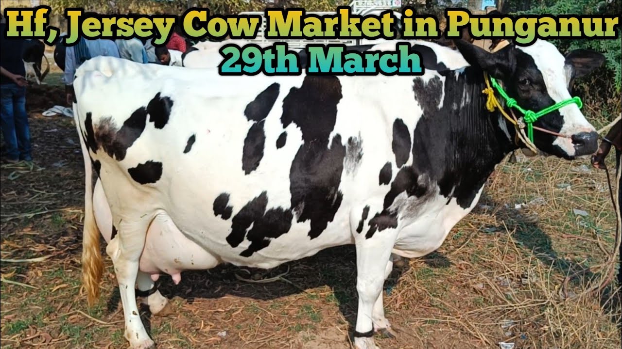 29th March Tuesday Hf Jersey cow Market in Punganur (Chittoor district)