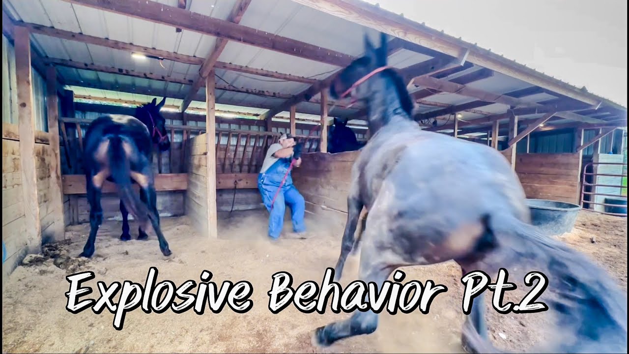 PART 2-Hard to handle mules and horses!! Picking up feet and leading… #136
