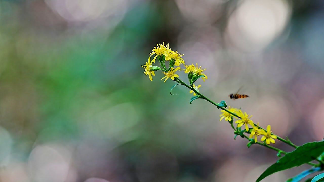한국의 야생화 - 미역취(Solidago virgaurea subsp. asiatica)
