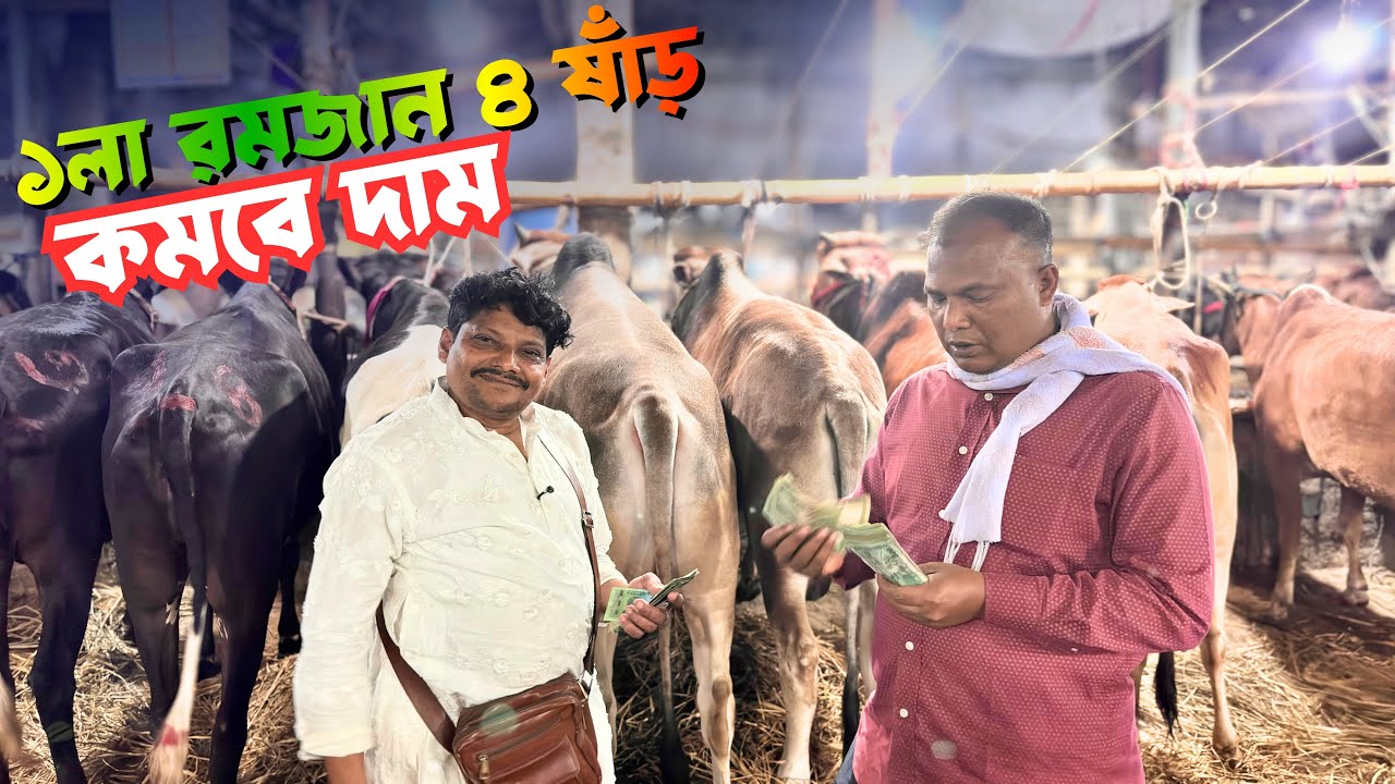 পহেলা রমজানে ৪ ষাঁড় গরু কিনলেন আকরাম ভাই 🐂 দাম কমবে? | Gabtoli Haat 19 February 2026 🔥