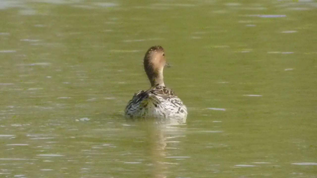 Mis  Patos  de Reclamos   en  ,Marzo la primavera  de   de 2019