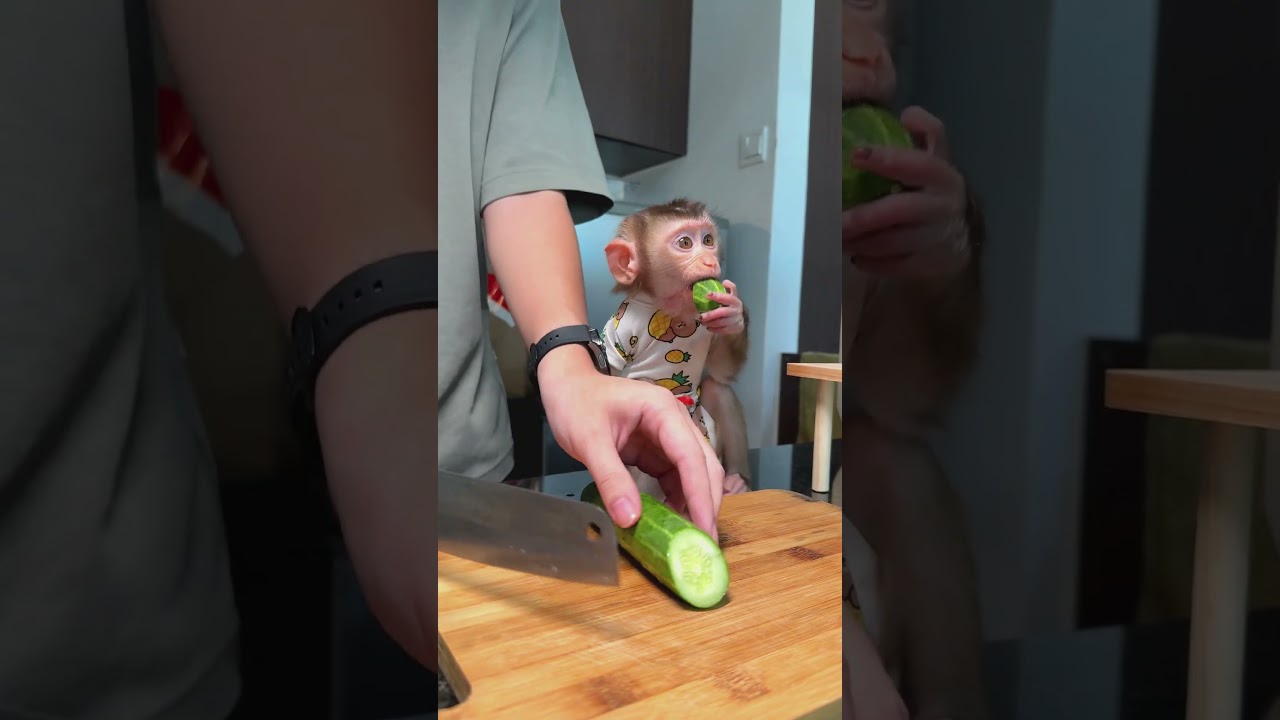 Make breakfast with BiBI Monkey | Curious Monkey Family's Daily