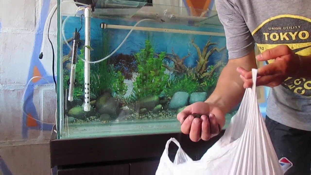 acuario plantado paso a paso. con sustrato casero humus y (tierra ph neutro)