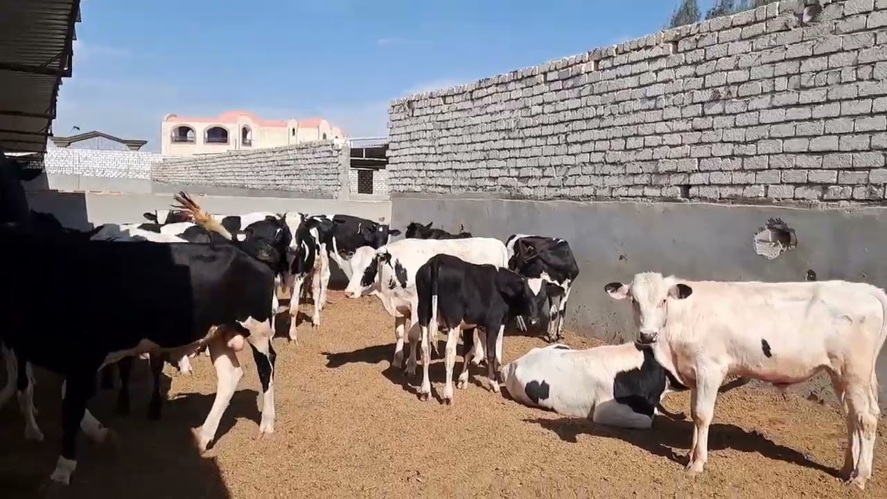 دراسه جدوي لعدد ١٠عجول بقري خليط لدوره ٦شهور