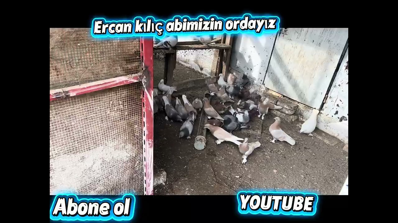 Bugün saat 21.00 YouTube Zafer Arıkan Kuşcu kanalımda canlı yayında buluşalım 