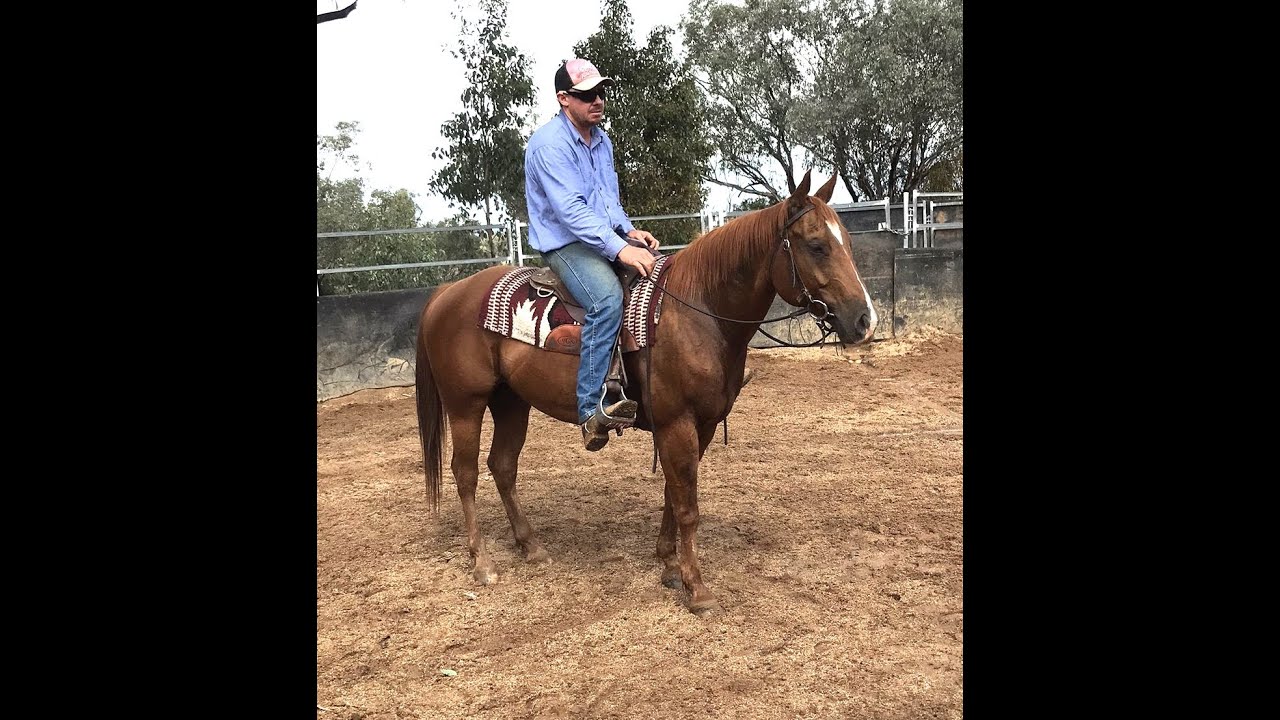** SOLD ** horse registered Quarterhorse gelding