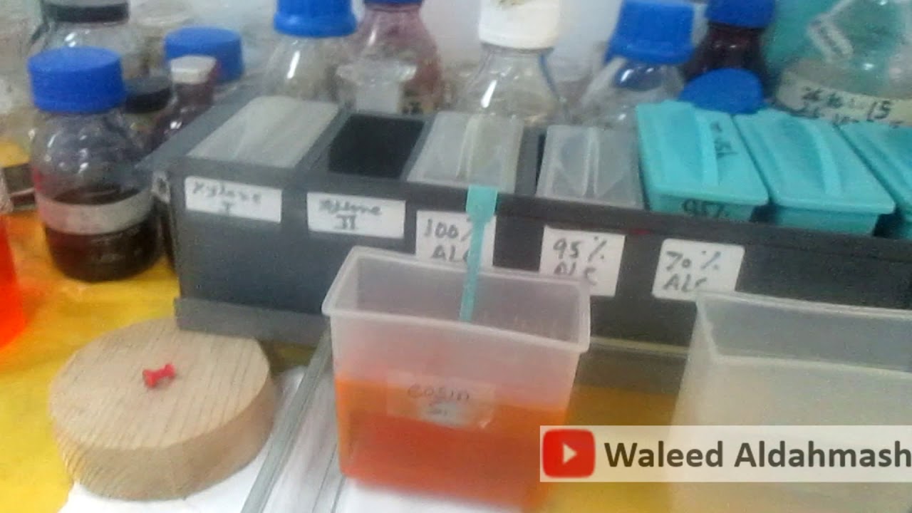 خطوات صبغ القطاعات النسيجية بصبغة الهيماتوكسلين - ايوسين Hematoxylin & Eosin (H&E) Staining