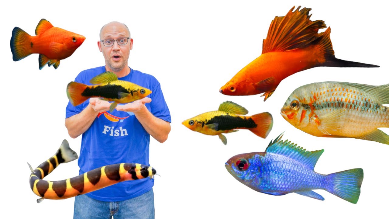 TOUR: 15 Aquarium Fish Species in the Warehouse