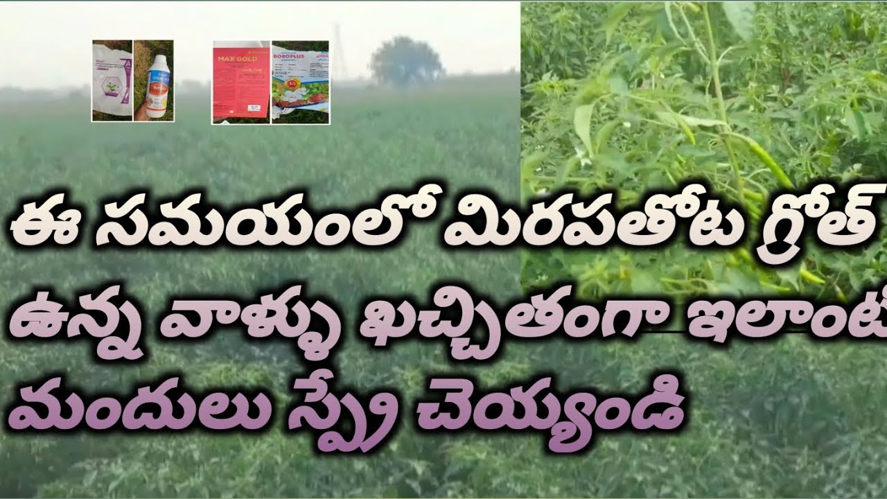 ఈ సమయంలో కూడా మిరపతోట, #గ్రోథింగ్#ఫ్లవరింగ్ #ఉందా? అయితే ఒక్కసారి ఈ కాంబినేషన్ స్ప్రే చెయ్యండి చాలు 