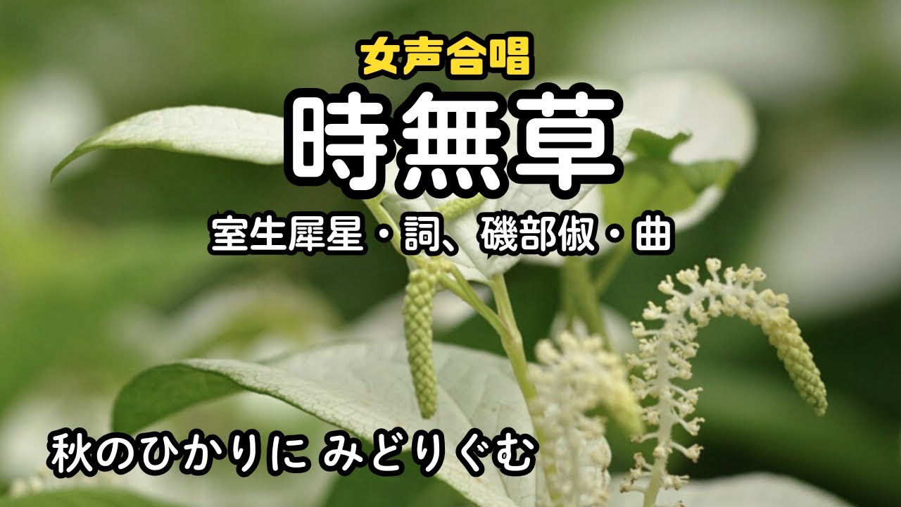 「時無草」詩：室生犀星、曲：磯部俶（八戸市立根城中学校合唱部）