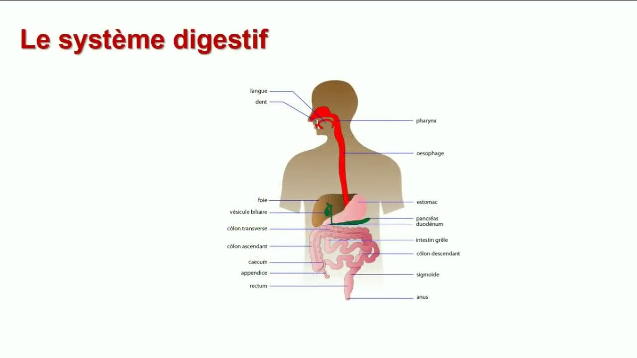 La digestion