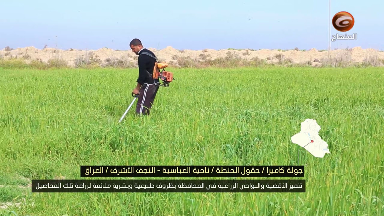 جولة كاميرا/ حقول الحنطة /ناحية العباسية.النجف الاشرف/العراق