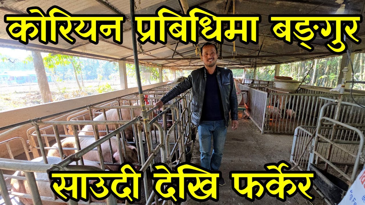 9 बर्ष साउदि बसेर फर्केपछि कोरियन बङ्गुर पाल्न थालेका लिम्बू दाइ बर्समा 15 लाख कमाउदैpig farming 