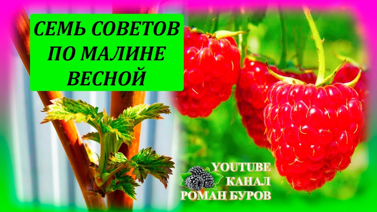 СЕМЬ советов по МАЛИНЕ весной для большого урожая летом Как выращивать малину на даче  #garden
