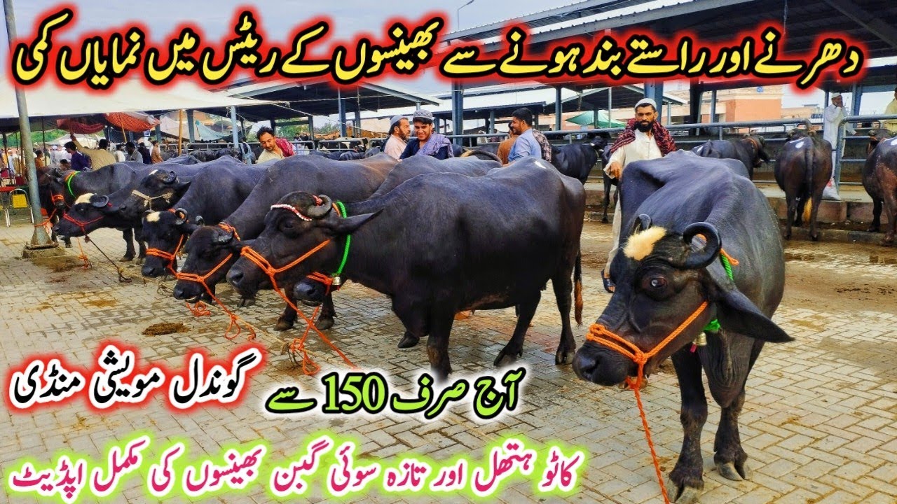 Today Gondal Mandi latest update13Oct 2025!buffalo for sale latest video!jafarabadi buffalo for sale