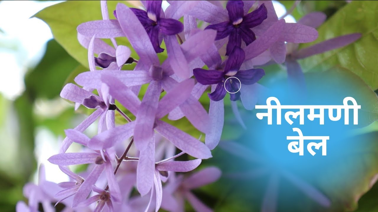 जाने इस बेहद ख़ूबसूरत नीलमणी बेल के बारे मेंAll about Petrea Volubilis/Sand paper vine/Purple wreath