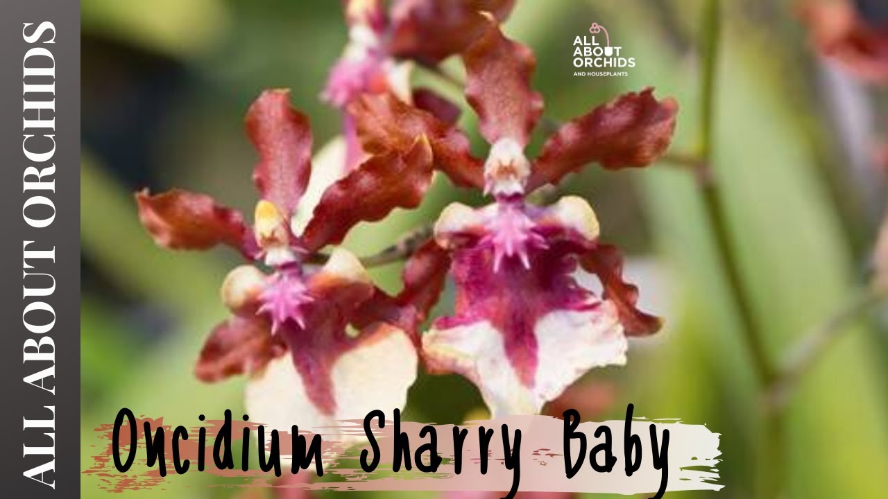 &Delta;&iota;ά&sigma;&eta;&mu;&eta; &Omicron;&rho;&chi;&iota;&delta;έ&alpha; &mu;&epsilon; Ά&rho;&omega;&mu;&alpha; &Sigma;&omicron;&kappa;&omicron;&lambda;ά&tau;&alpha;&sigmaf;. Oncidium Sharry Baby 
