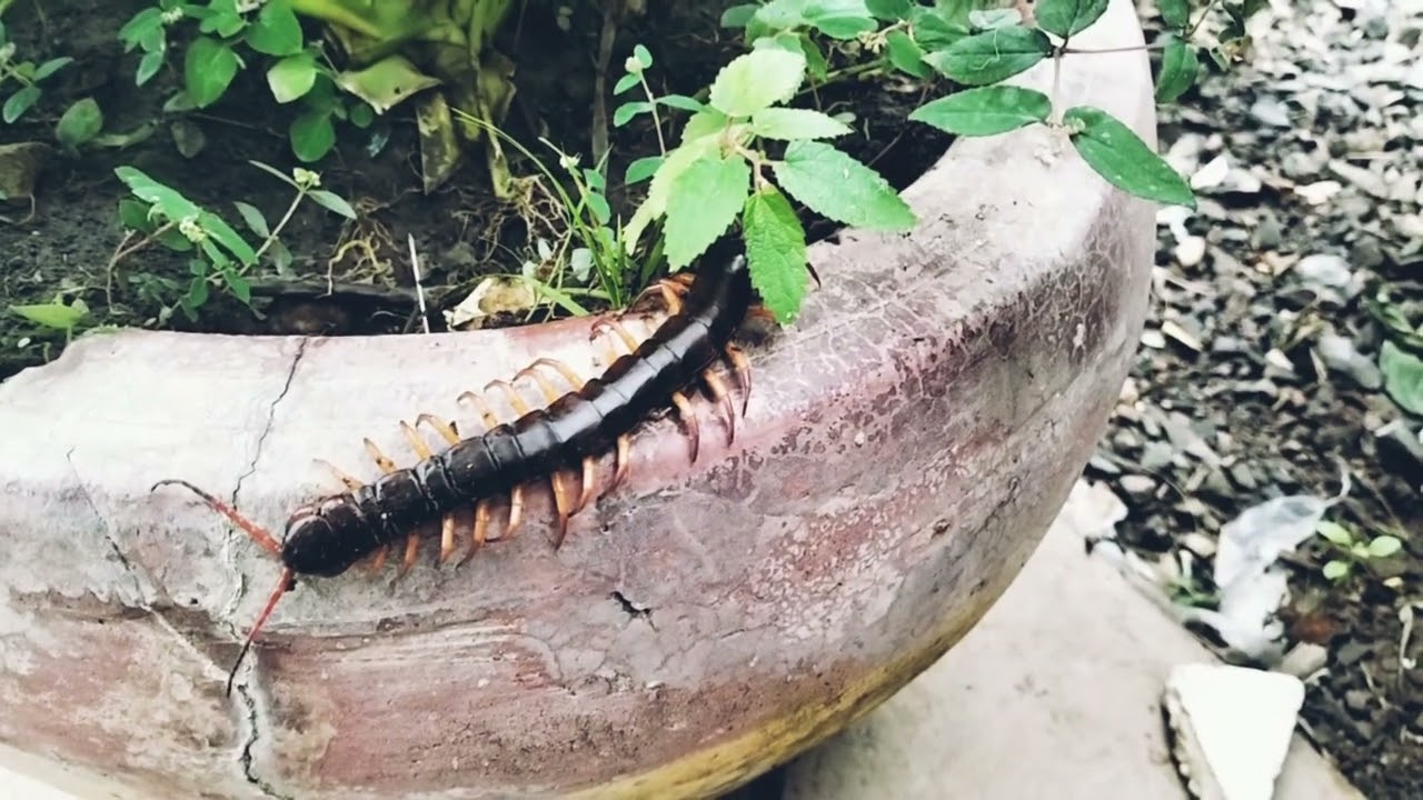 Centipede/ក្អែប