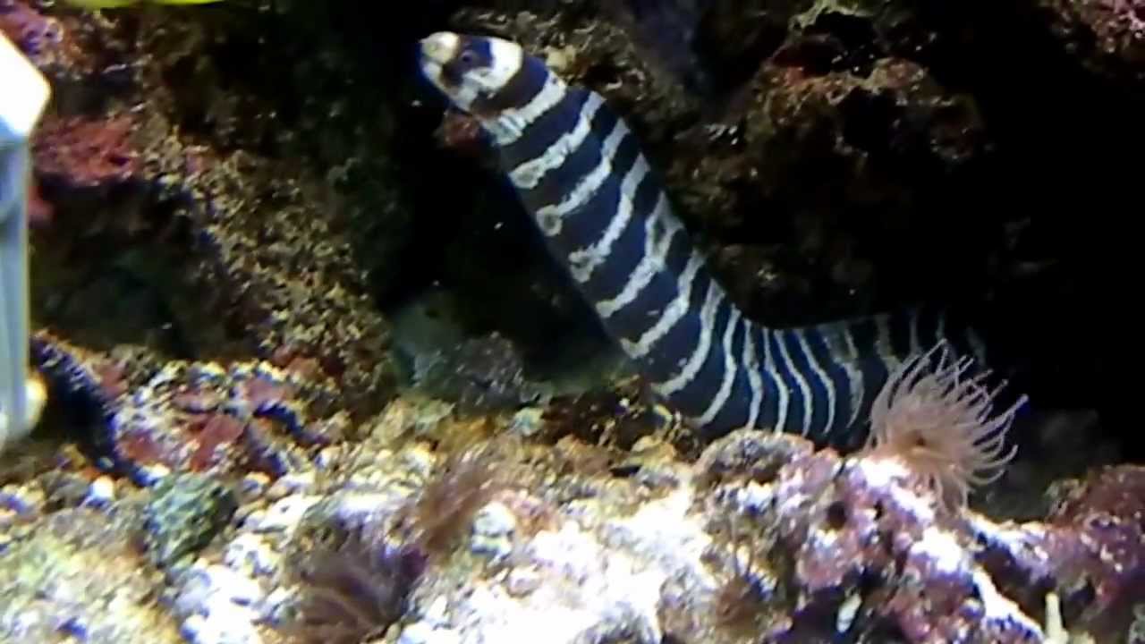 Zebra Moray Eel (Gymnomuraena zebra)      Aquarinos