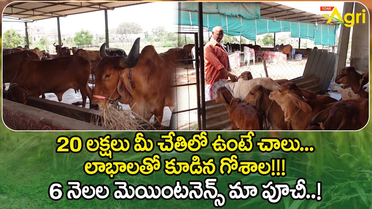 Desi Cow Gaushala Management Tips | 20లక్షలు మీ చేతిలో ఉంటే చాలు.. లాభాలతో కూడిన గోశాల..!! Tone Agri