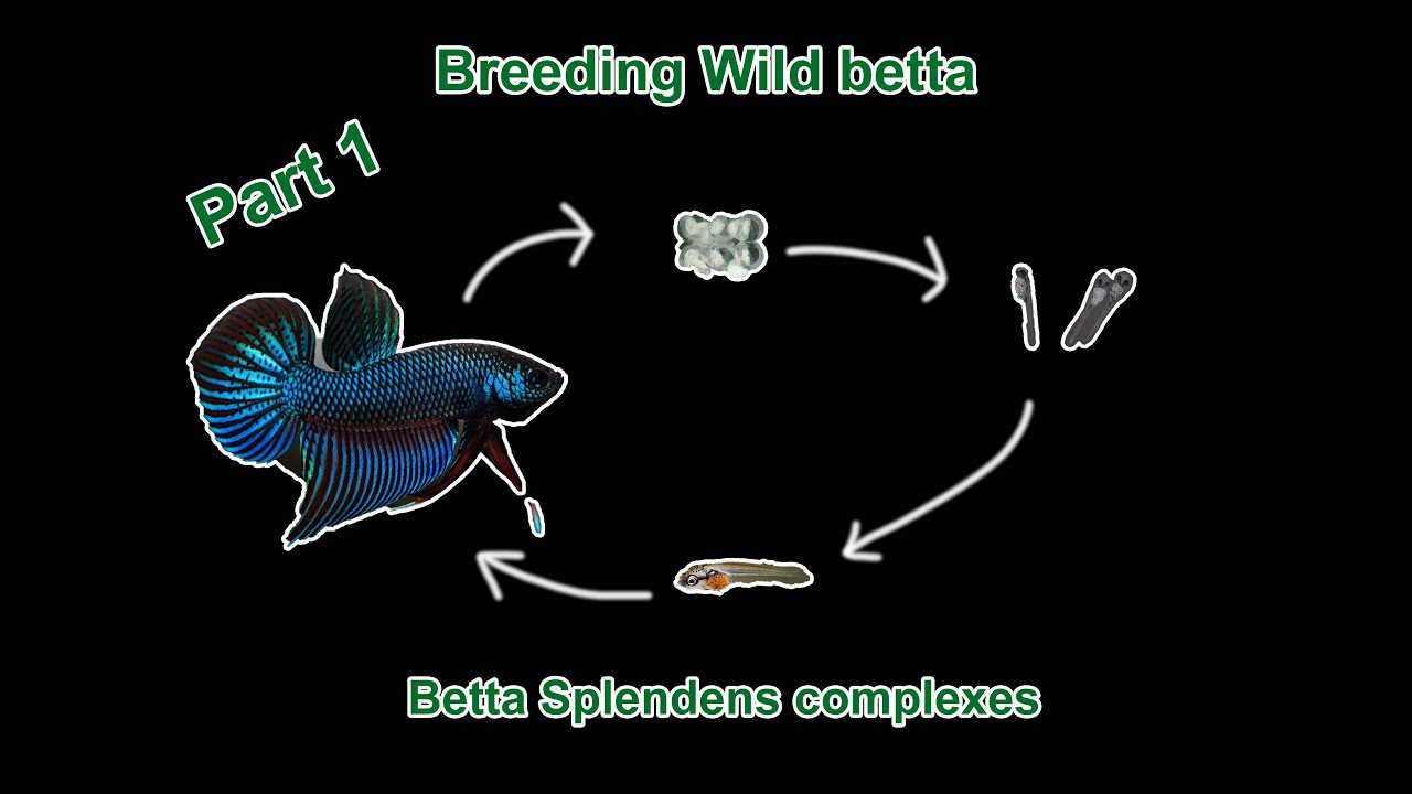 Breeding Bettas in the Splendens complexes (part 1)