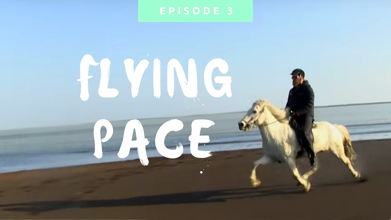 Championship Icelandic Horse Performs the Flying Pace at Maximum Speed – EPIC