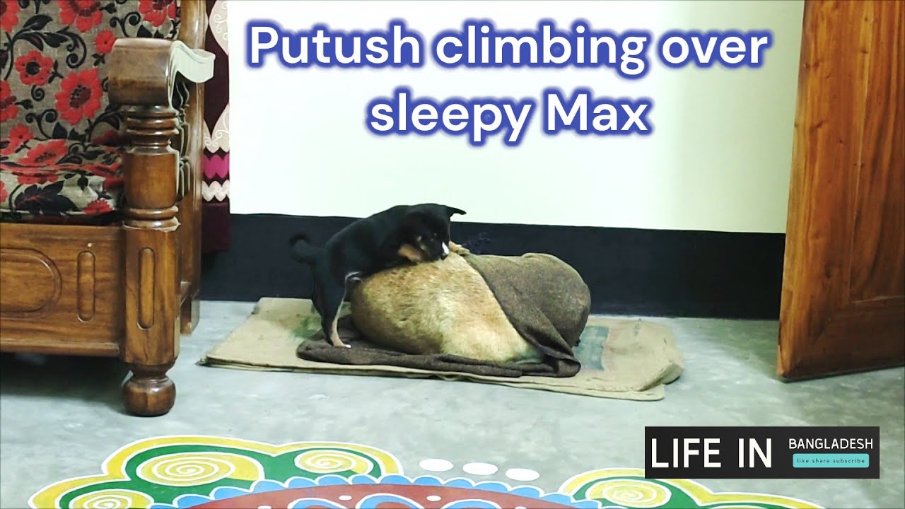 Putush is trying to find a comfortable place to take a nap with Max