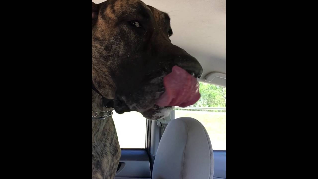 slo mo Great Dane Sadie panting & slobbering on car ride