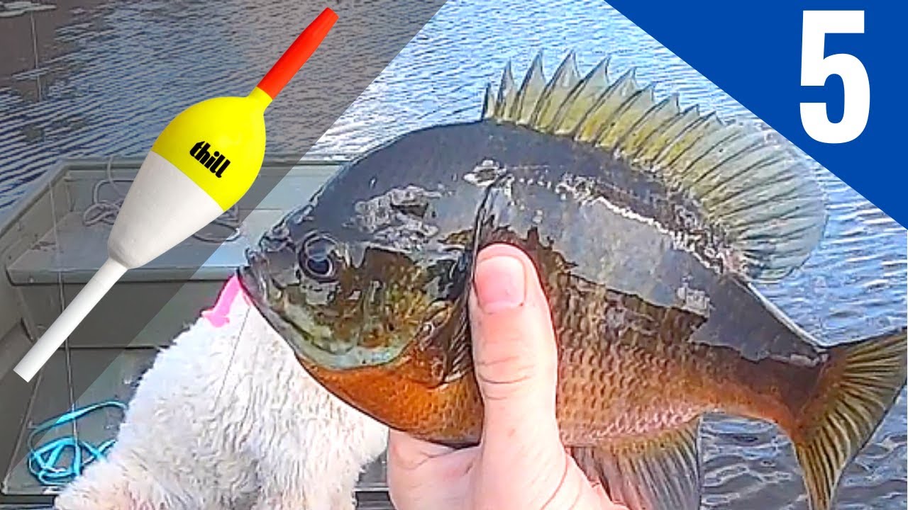 Slip Bobber Fishing for Bluegills