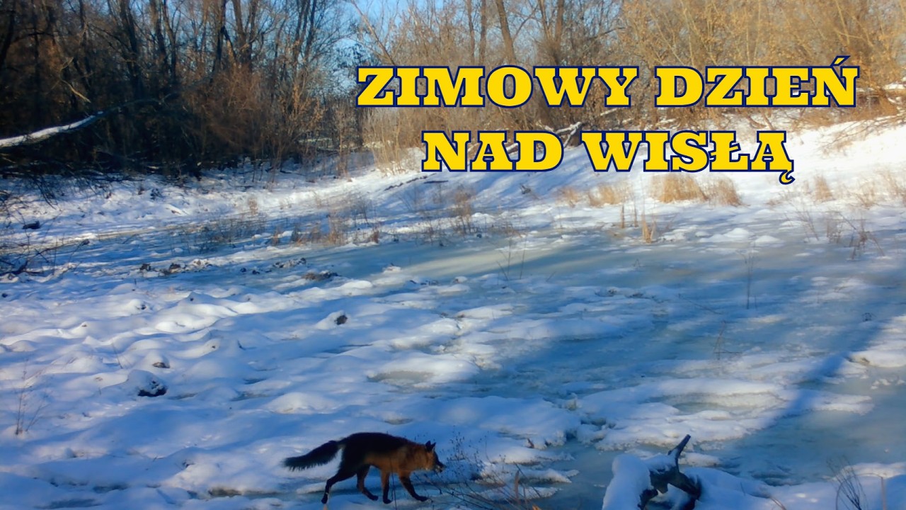 Zamarznięte starorzecze | Zimowy teatr natury nad Wisłą