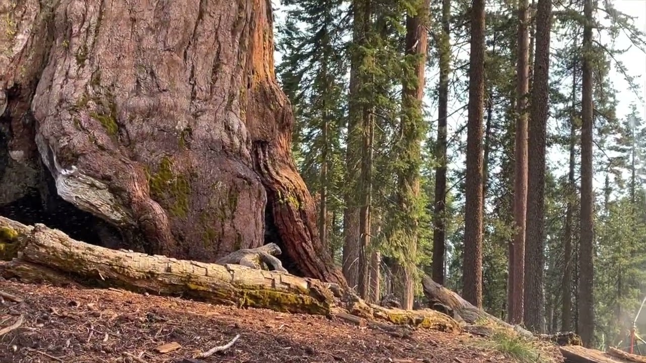 Protecting The Grizzly Giant At Yosemite From The Washburn Fire
