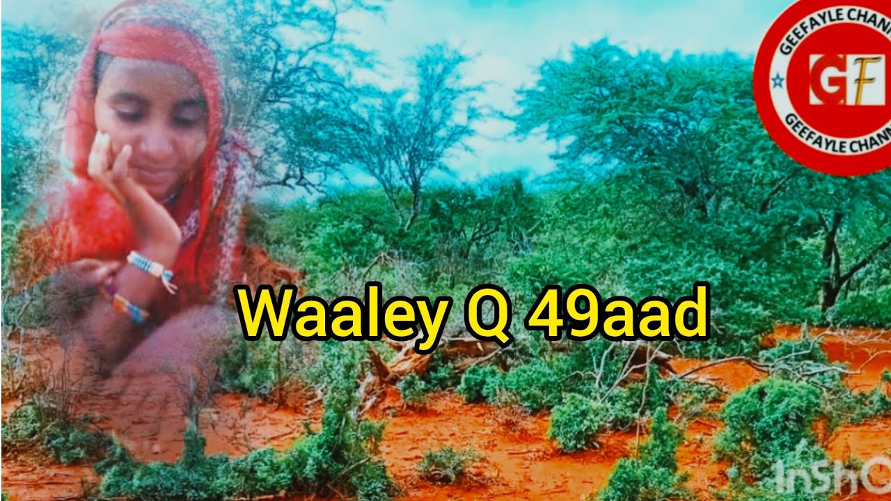 Waaley Q 49aad , from bakool, best 👌