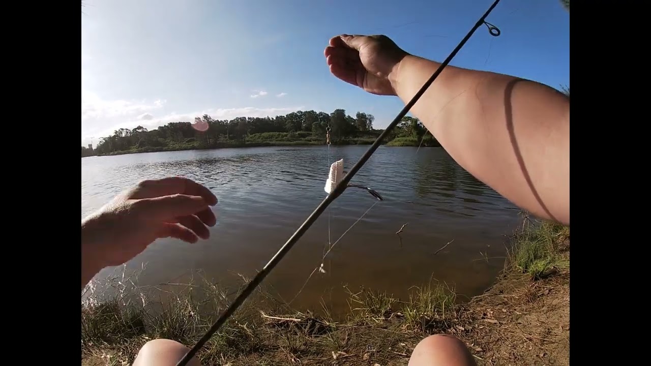 Catching Poddy Mullet The Sustainable Way