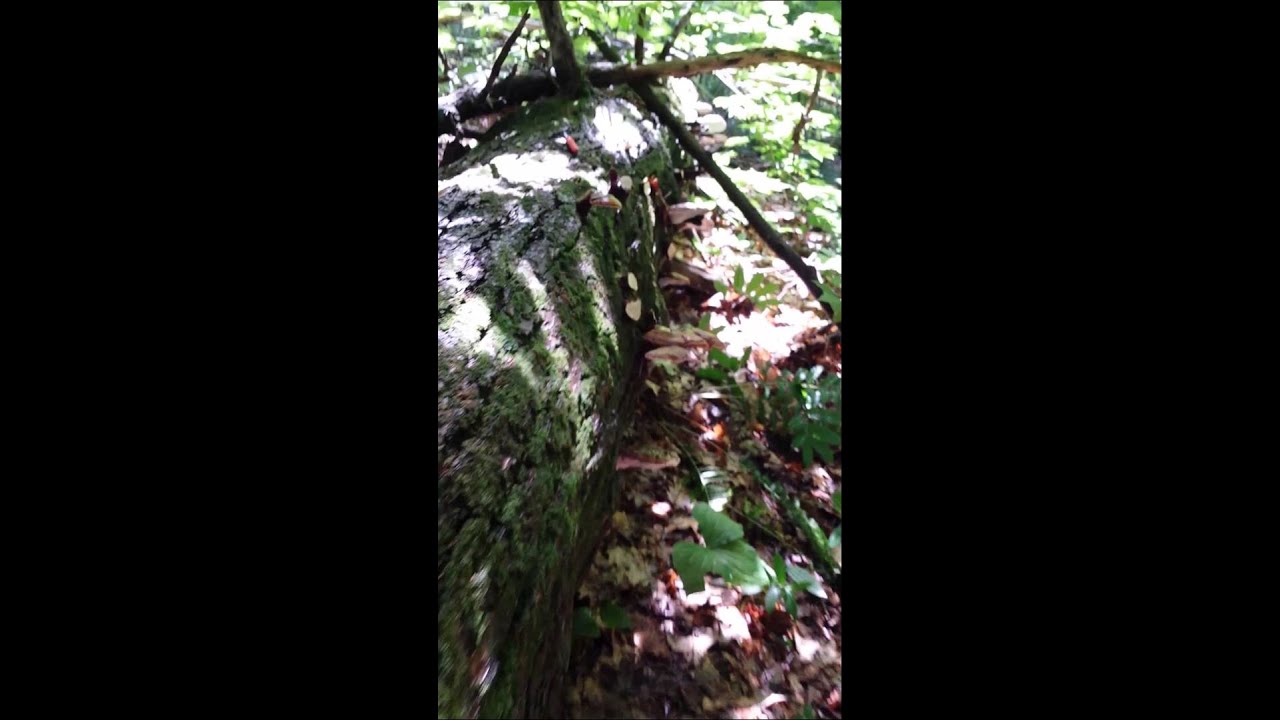 Reishi, ganoderma tsugae spores blowing in the wind