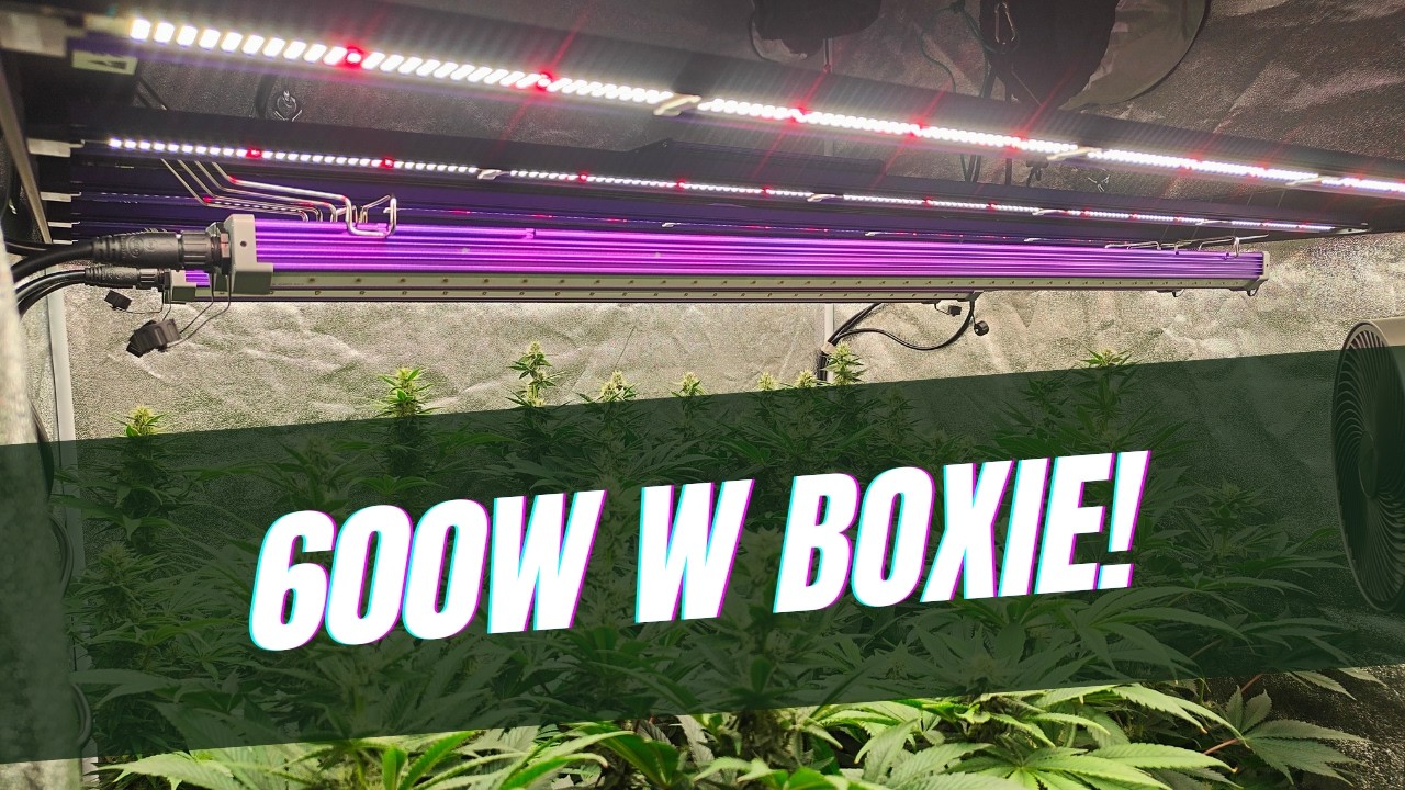 600W w boxie! Montaż Lumatek Zeus Pro i pierwsze odpalenie 🔥