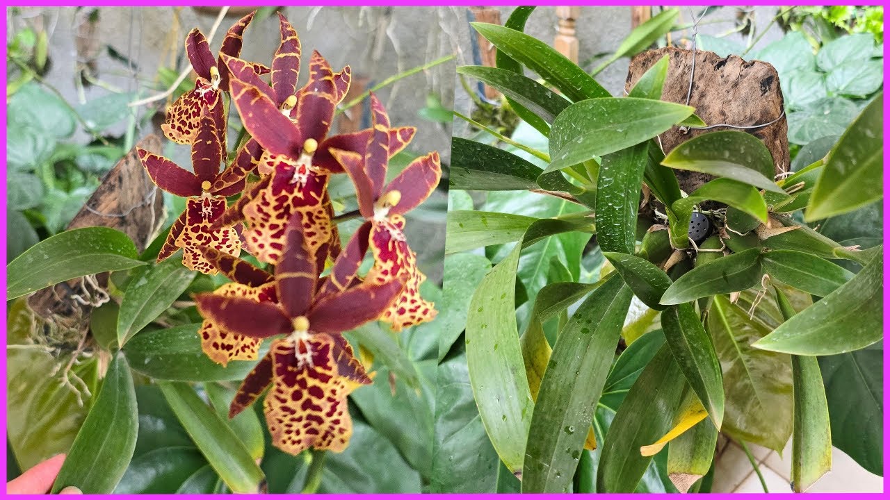 COMO CULTIVAR ONCIDIUNS E HIBRIDOS DE RAÍZES FINAS NO TRONQUINHO ☝️🥰