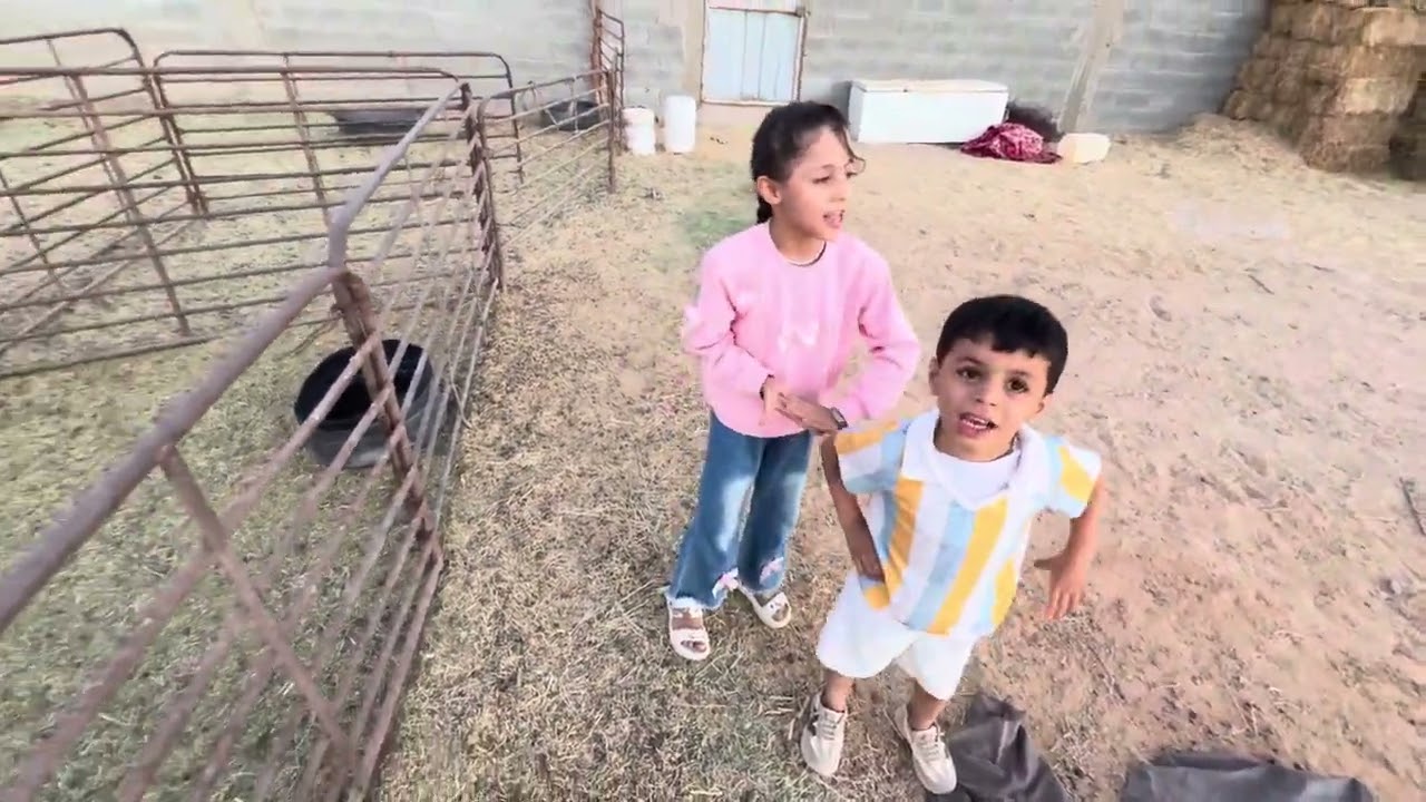 تحدي بينهم وطلعو يخافون من التيس😂