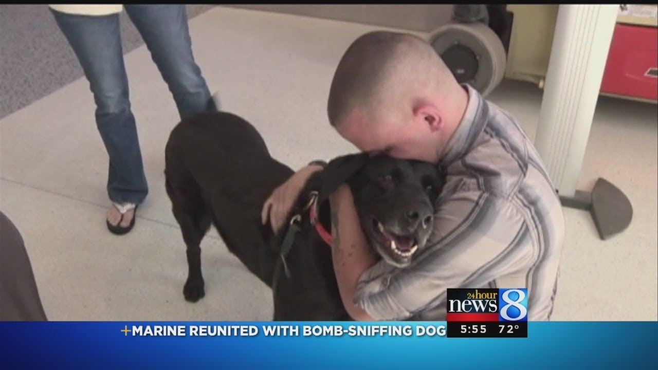 Marine reunited with bomb-sniffing dog