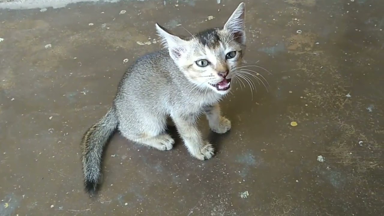 Kitten is crying.Mother cat and sibling left him alone. Asking my help to find them.