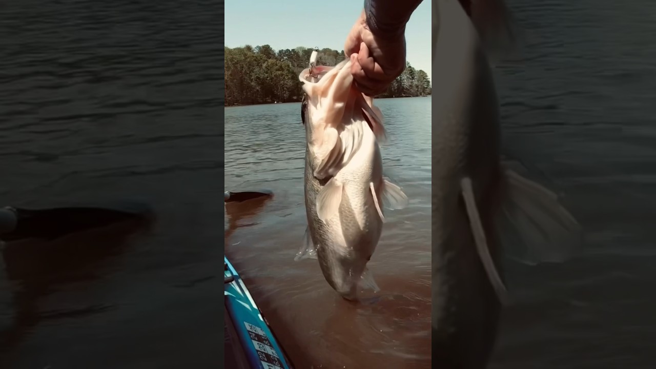 Safe fish handling