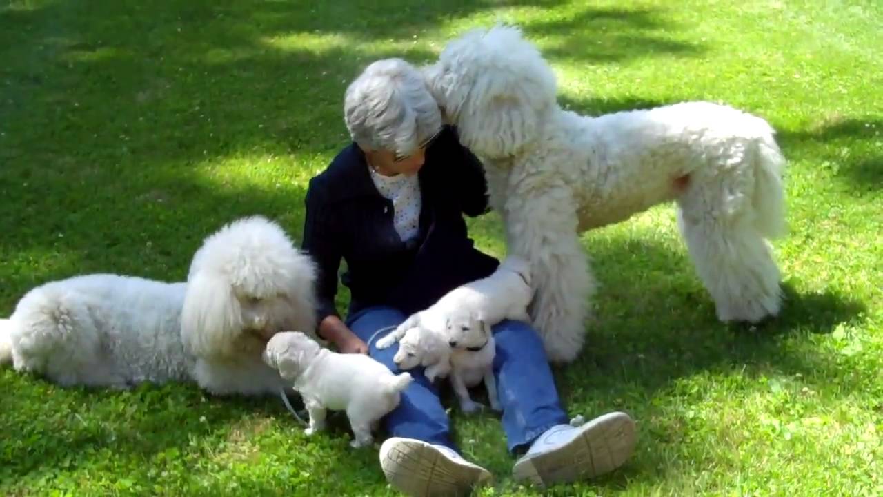 Rabbit, her 4 white standard poodle pups born 6-6-2010 & her Mom, Dogette.mp4