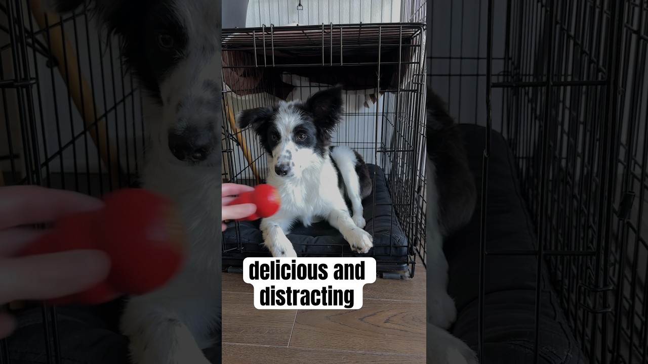 this is the ultimate tip for keeping a puppy busy #bordercollies #puppies #kong #dogtraining #shorts