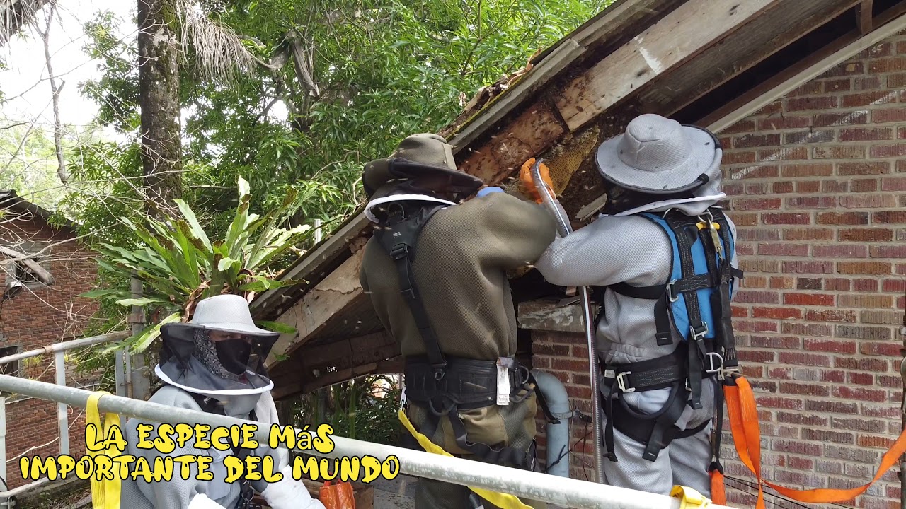 rescates apicolas
