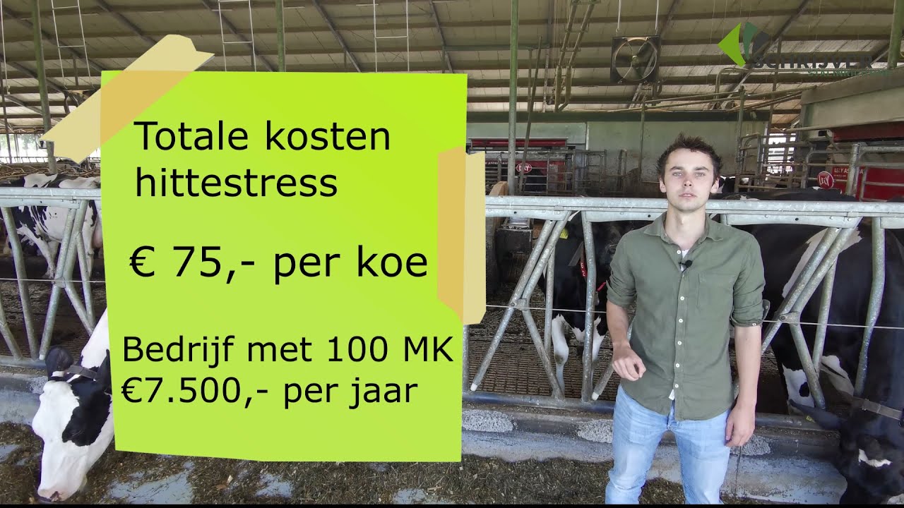 Wat kost hittestress?