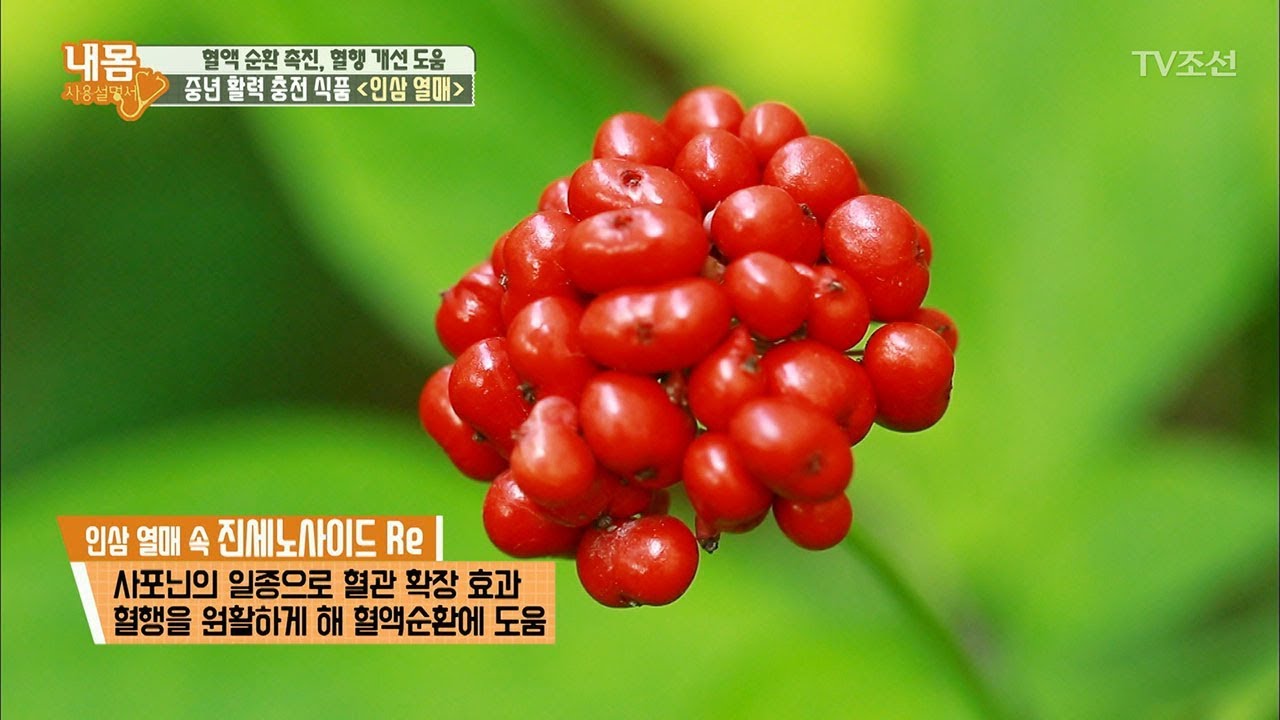 중년 활력 충전에 도움을 주는 &lsquo;인삼 열매&rsquo; [내 몸 사용설명서] 165회 20170811