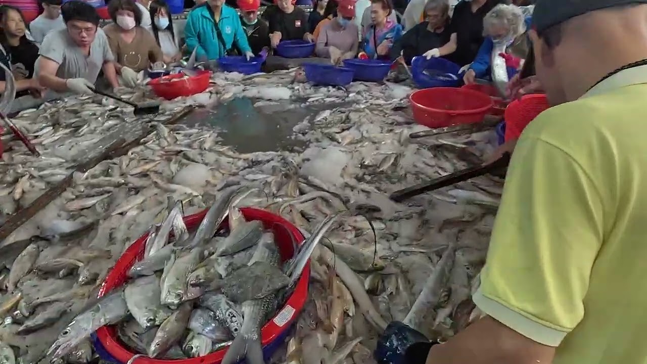 Fresh Catch Frenzy! Massive Net Drops, Hundreds Rush For The Best Seafood Deals! 明發定置漁場 fish 1