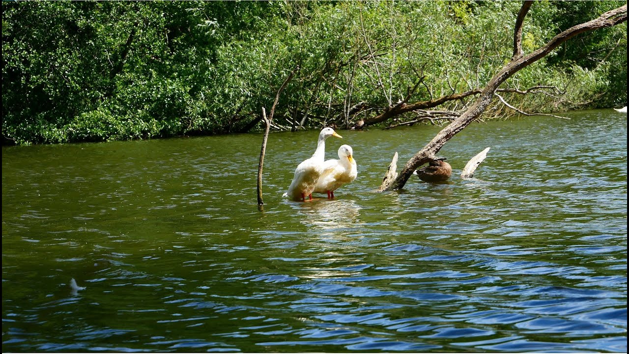 Earlswood Lakes B94 5JH UK