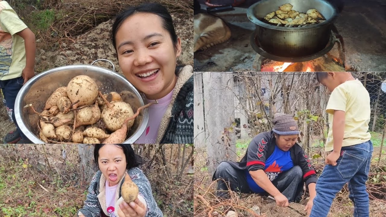 Sweet Potato Mummy ke kitchen garden se🍠☘️ #harvesting #sweetpotato #northeastindia #garden