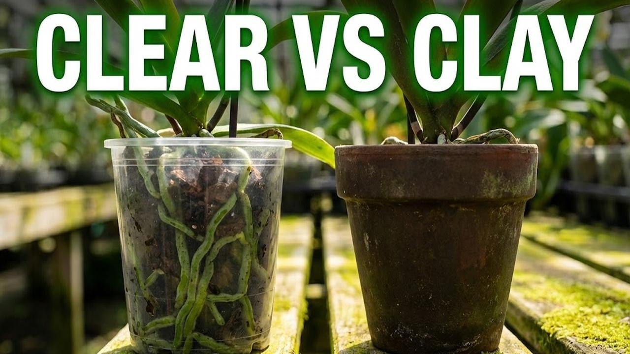 Stop Crazy Aerial Roots: The Pot Trick