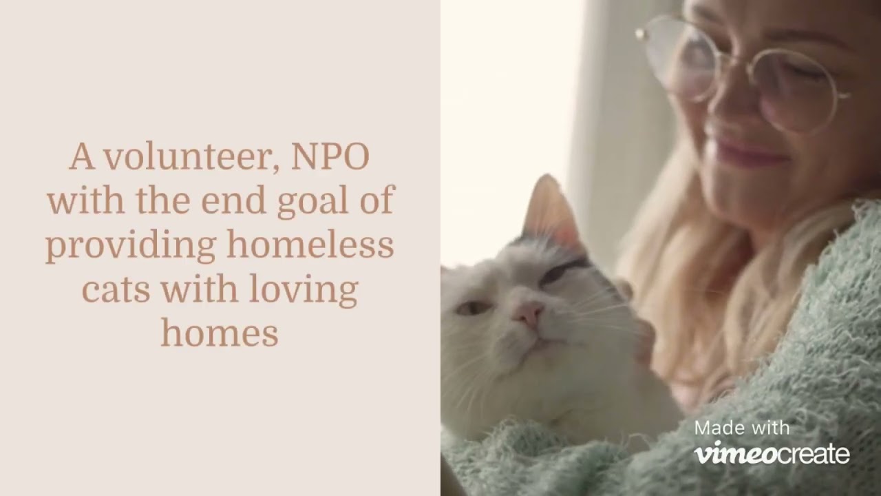 The Cat Foundation